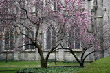 Grace Church & Tulip Tree in Bloom