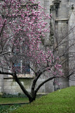 Grace Church & Tulip Tree in Bloom