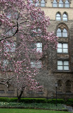 Grace Church & Tulip Tree in Bloom