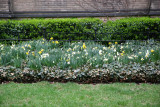 Grace Church Daffodil Garden