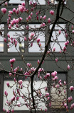 Tulip Tree Blossoms at the Grace Church