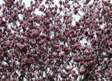 Tulip Tree Blossoms at the Grace Church