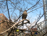 Mockingbird in an Apple Tree