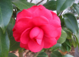 Camellia