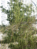 Pine Tree & New Weeping Willow Foliage
