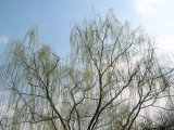 Weeping Willow Tree Top New Foliage