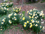 Daffodils