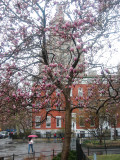 Magnolia Tulip Tree at Washington Square North