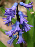 Hyacinths