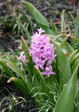 Hyacinth