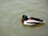 Duck - Japanese Pond Garden