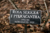 Rosa Sericea Marker