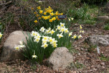 Daffodils in the Rock Garden