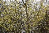 Hamamelis Yellow Witch Hazel - Rock Garden