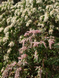 Japanese Pond Garden - Pieris