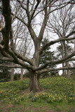 Oak Tree on Daffodil Hill