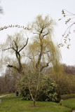 Weeping Willow Tree