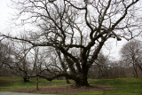 Walnut Tree