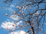 Plum Tree Blossoms