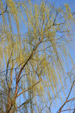 Willow Tree - New Foliage