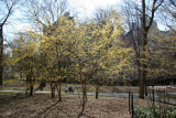 Park View - Cornus Dogwood in Bloom