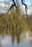 Lake, Willow Tree & Beresford Apartment Towers