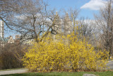 Forsythia in Bloom