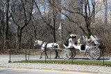 Horse Drawn Carriage