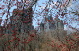Maple Tree Foliage - Central Park South Horizon