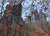 Maple Tree Foliage - Central Park South Horizon