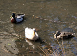 Pond Ducks