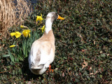 Pond Duck