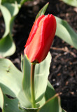 Emperor Tulip Showing Some Color
