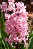 Pink Hyacinth