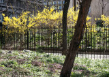 Forsythia in 505 LaGuardia Place Garden & Lamium in the Time Landscape Garden