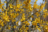 Forsythia Curtain for the Arch
