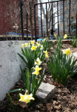 Daffodils by the Performance Stage - LaGuardia Place Horizon