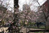 Plum Tree in Bloom