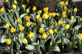 Tulip Street Garden