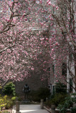 Magnolias in Cervantes Courtyard