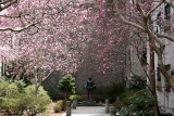 Magnolias in Cervantes Courtyard