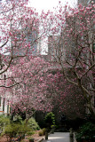 Magnolias in Cervantes Courtyard