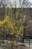 Forsythia & NYU Library