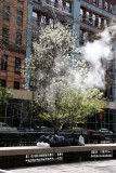 Bradford Pear Tree in Bloom
