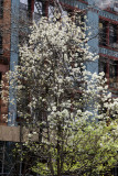 Bradford Pear Tree in Bloom