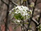 Bradford Pear Tree Blossom