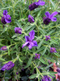 Lavender Flower Buds from Karens Restaurant Patio
