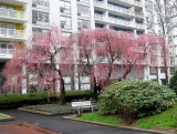 Cherry Trees -  New Blossoms