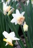 Daffodils