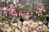 Plum Tree Blossoms by the Dog Run